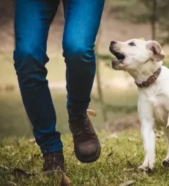 Cotswold Dog Training