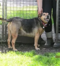 Deandane Boarding Kennels and Cattery