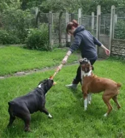 Deandane Boarding Kennels and Cattery