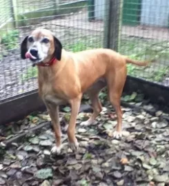 Deandane Boarding Kennels and Cattery