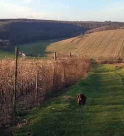 The Countryside Vet