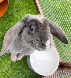 Sleepy Hollow Small Pet Hotel