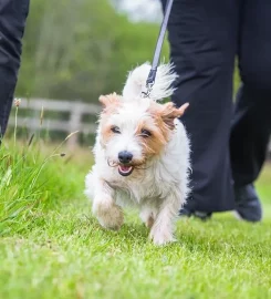 Ranworth Lodge Kennels