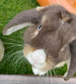 Sleepy Hollow Small Pet Hotel