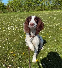 Hillcrest Kennels and Cattery