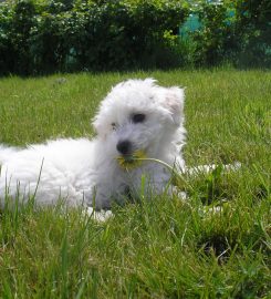 Ayrshire Dog Care