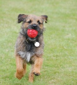 Edinburgh Dog Walkers