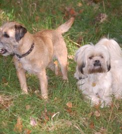 Edinburgh Dog Walkers