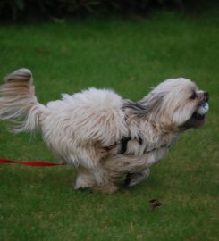 Edinburgh Dog Walkers