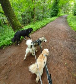 Thunder Paws Dog Walking