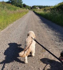 Thunder Paws Dog Walking