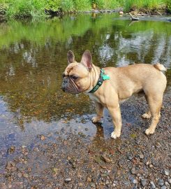 Thunder Paws Dog Walking