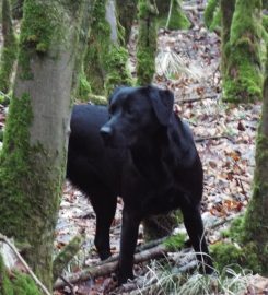 Ardoch Boarding Kennels