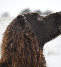 Well Mannered Mutt Dog Training