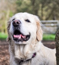 Sunnyoak Golden Retrievers