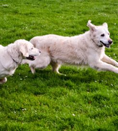 Sunnyoak Golden Retrievers