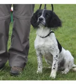 Latchets Kennels