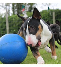 Latchets Kennels