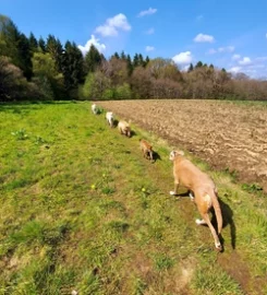 The Dog Walker Consett