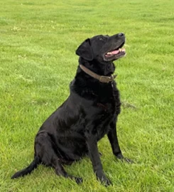 High Heys Farm Kennels and Cattery