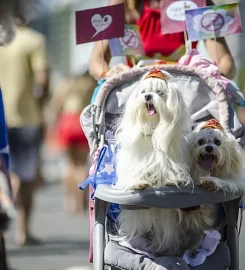 We Walk Woofs