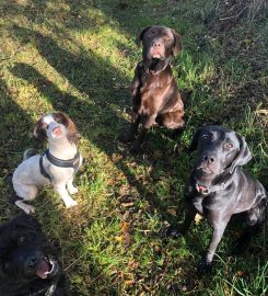 Scholar Dogs – Dog Walking & Home Boarding