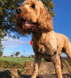 Scholar Dogs – Dog Walking & Home Boarding