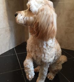 Canine Hairline Dog Grooming