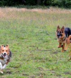 Mannerly Mutts Dog Behaviour, Training and Agility