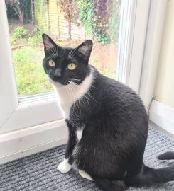 Birmingham Cat Sitting