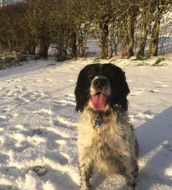 Four Paws Kennels and Cattery