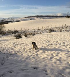 Four Paws Kennels and Cattery