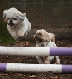 Chetwynd Firs Boarding Kennels & Cattery