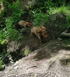 MyWaggyTails Chorley