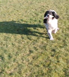 MyWaggyTails Chorley