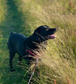 FuzzyFaces Worsley Pet Sitters