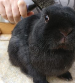 Hop-It Holidays. Rabbit, Small Pet Boarding and Care