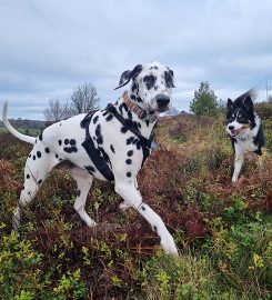 My Best Friend Dog Care Burntwood