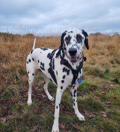 My Best Friend Dog Care Burntwood