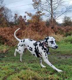 My Best Friend Dog Care Burntwood