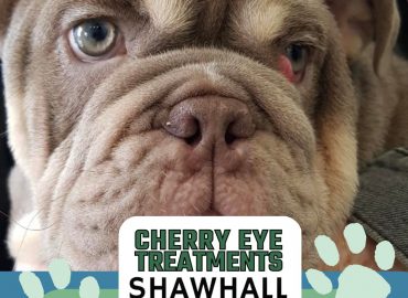 Shawhall Vets, Canine Fertility & Cherry Eye Treatments