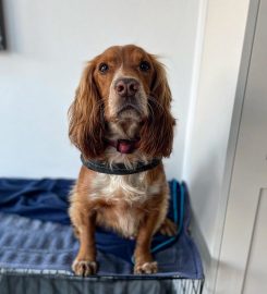 Wimbledon Pets