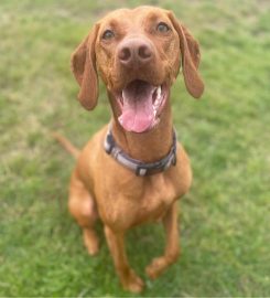 Harvington Kennels & Cattery