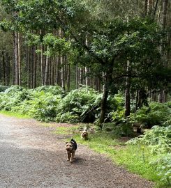 Caldy Valley Dog Walking