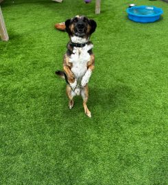 Glenbrittle Kennels and Cattery