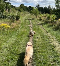 Caldy Valley Dog Walking