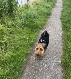 Caldy Valley Dog Walking