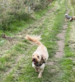 Caldy Valley Dog Walking