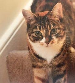 Love Cats Pet Sitters – Tulse Hill