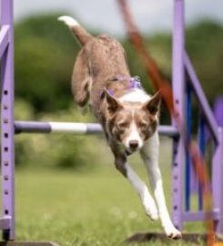 Beacon Barkers Pet Services – Yardley, Olton, Solihull